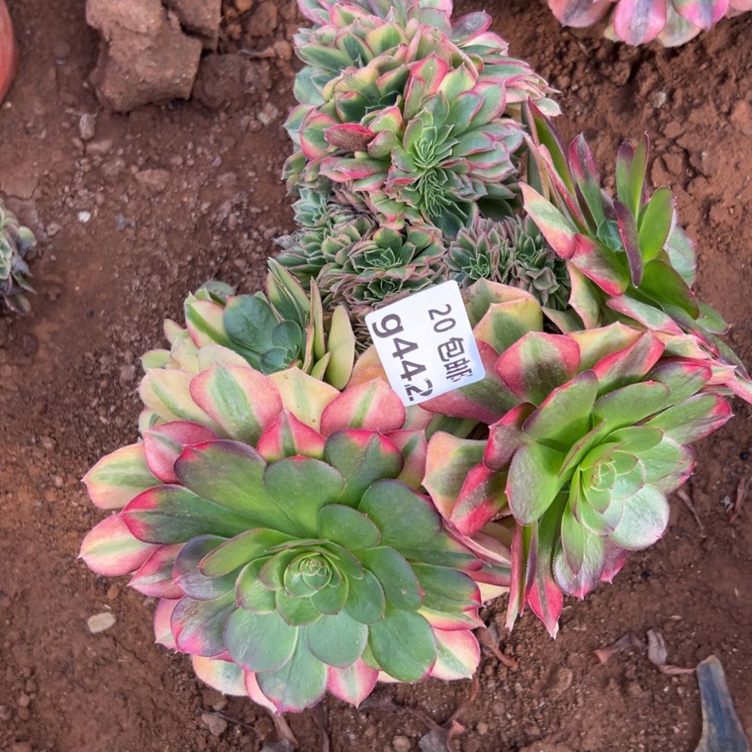 442雨荷缀，多肉法师