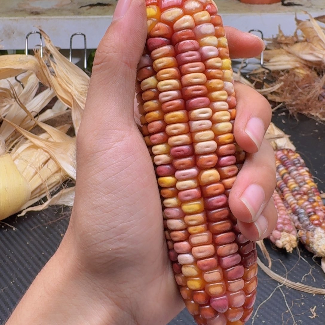 .***.柏香籽/百香籽吊坠