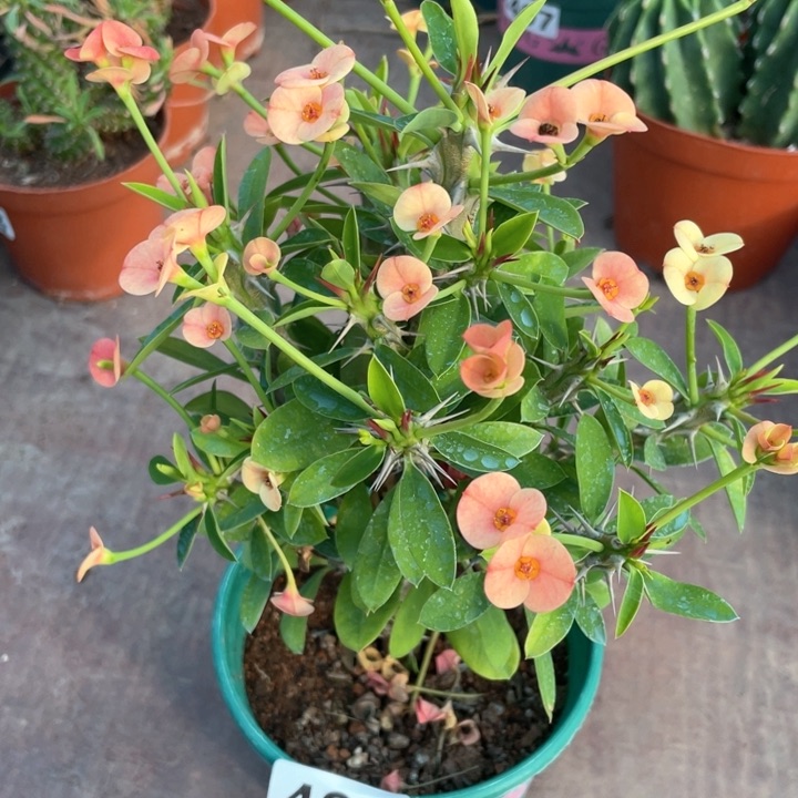 493大虎刺梅植物