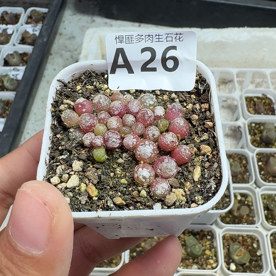 26多肉植物多肉植物