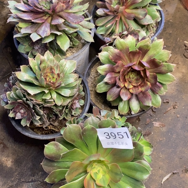 5盆多肉断头不包3951