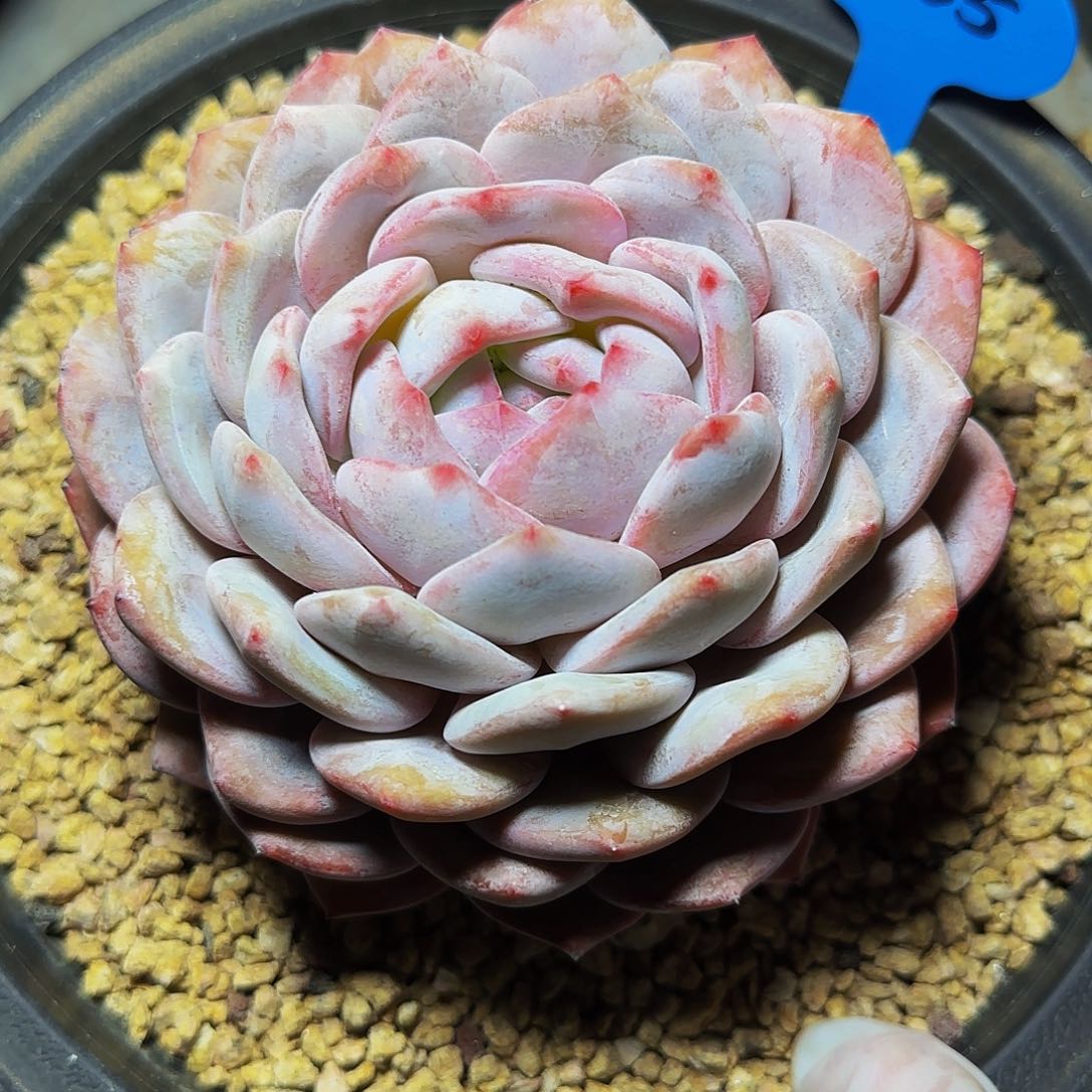 心橙梦露565号一物一拍