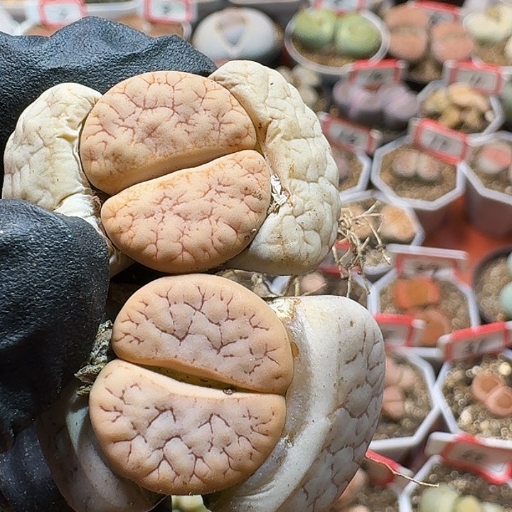 生石花23:：：：。  282