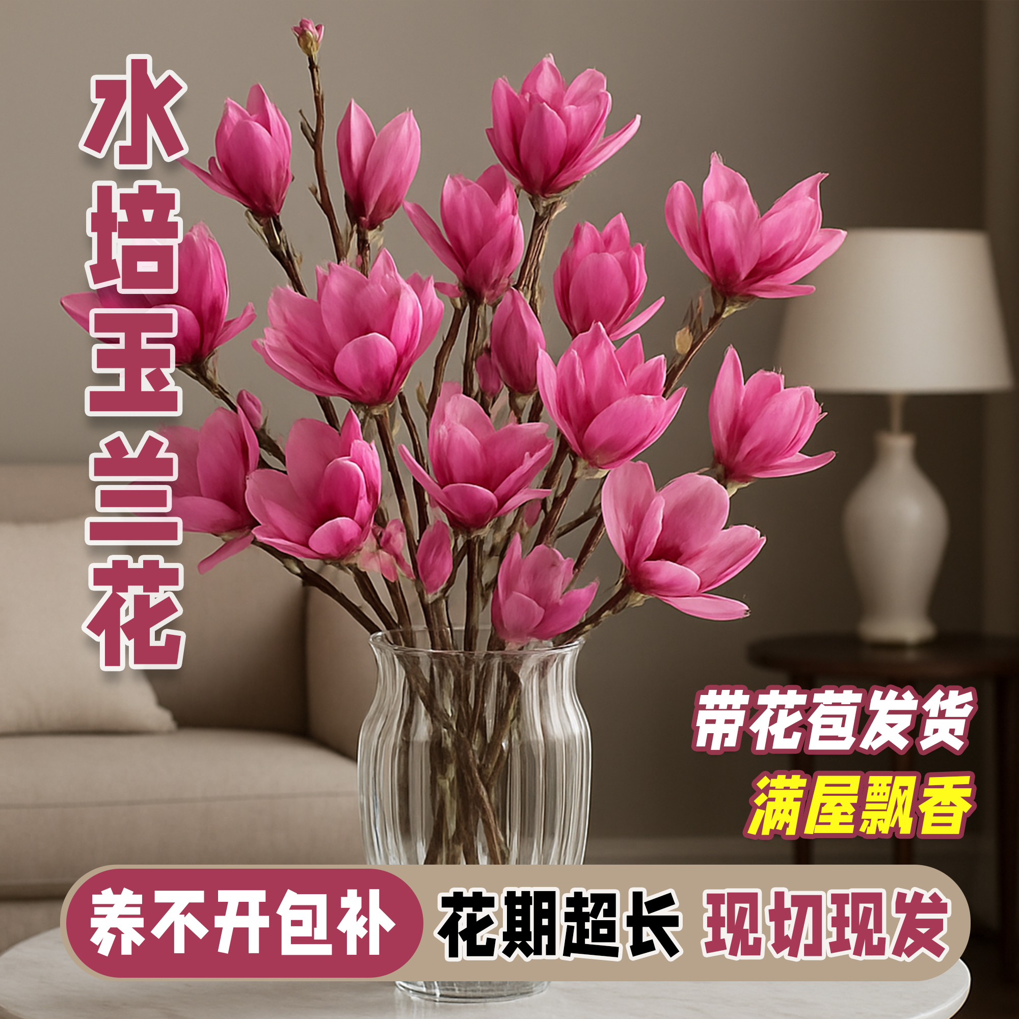 【带花苞发货】南召浅霞玉兰鲜切枝水培带花苞室内水养鲜花荟耐寒