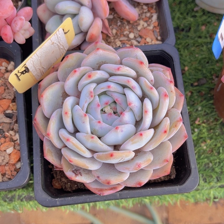 健健康康平平安安