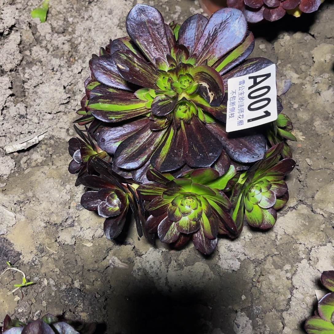 法师法师32-2包邮法师