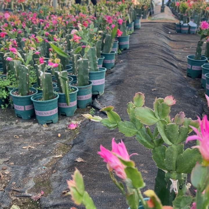 春***姐22号038粉色花朵000000