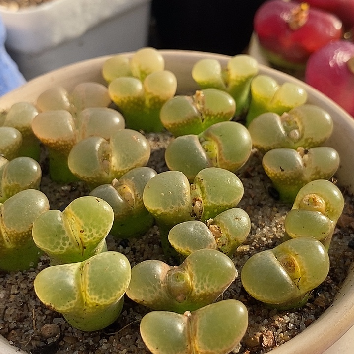 双头风铃cm10一颗         