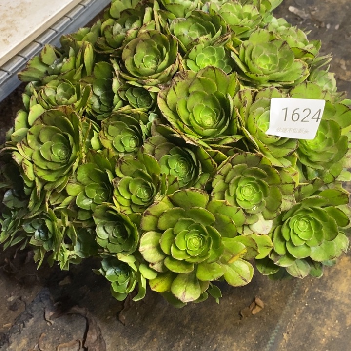 万拉丝多肉断头不包1624