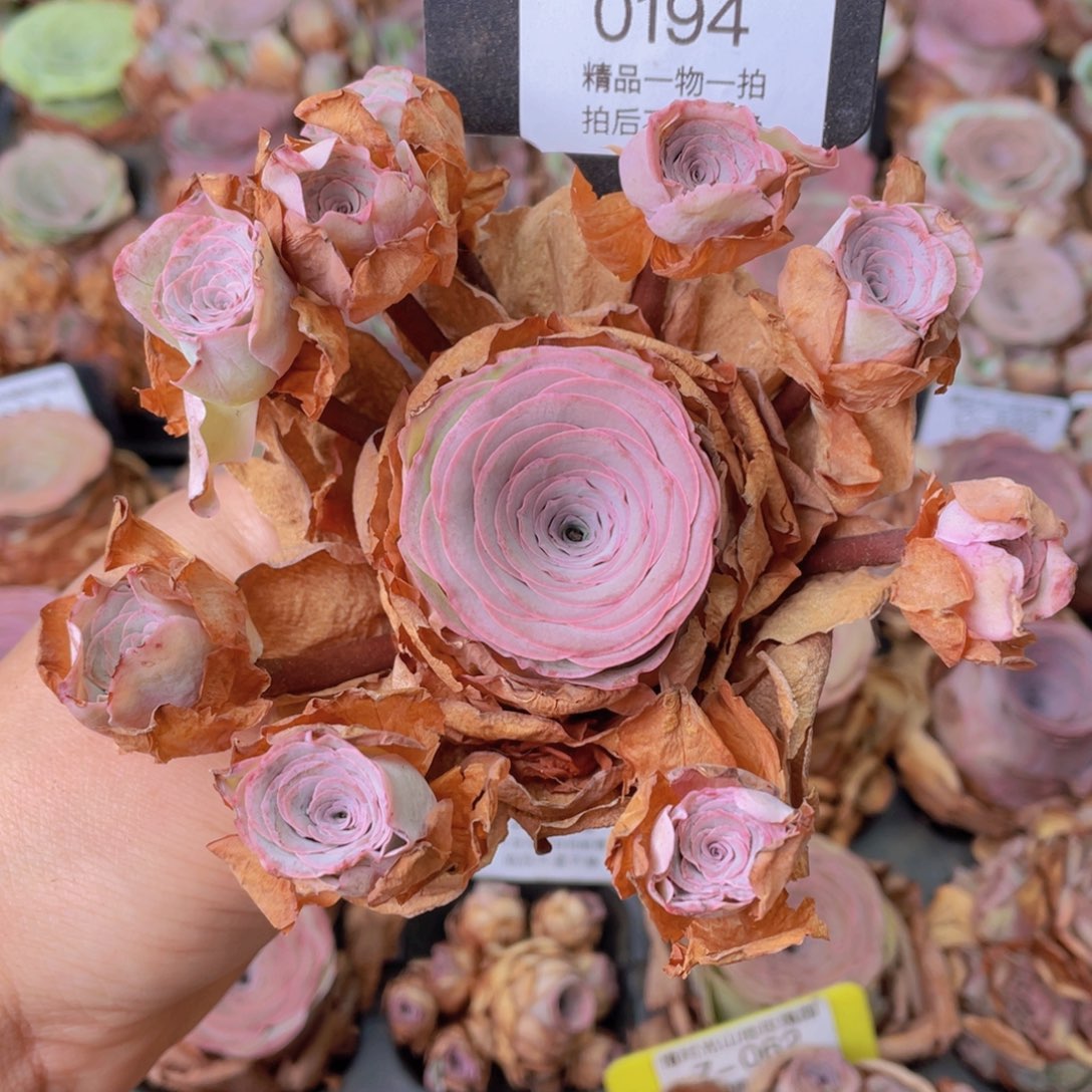 山地玫瑰0194裸根发货断枝不包损不售后