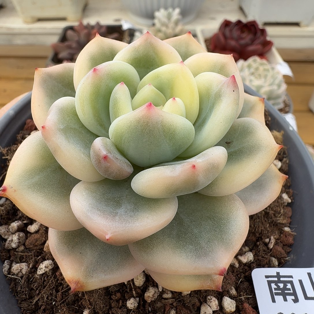 伊丽莎白锦1111226-92