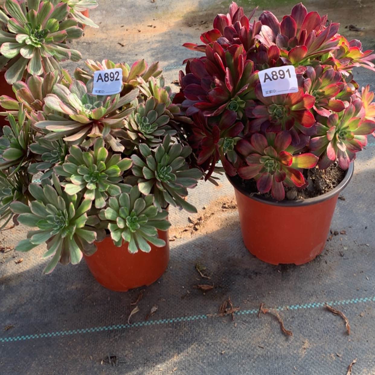 【闪购商品】892.891安娜粉黛