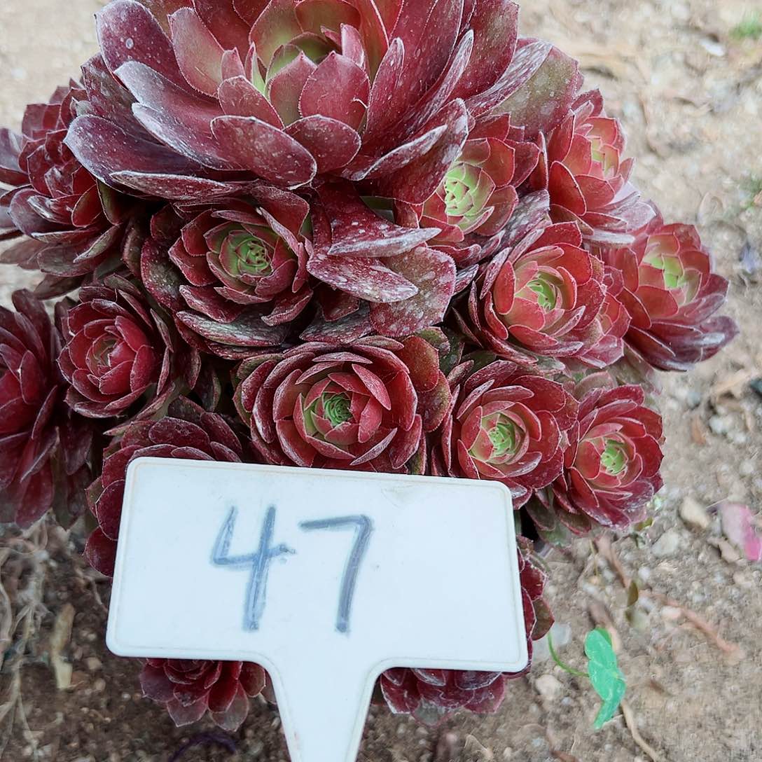 多肉植物红魔法师