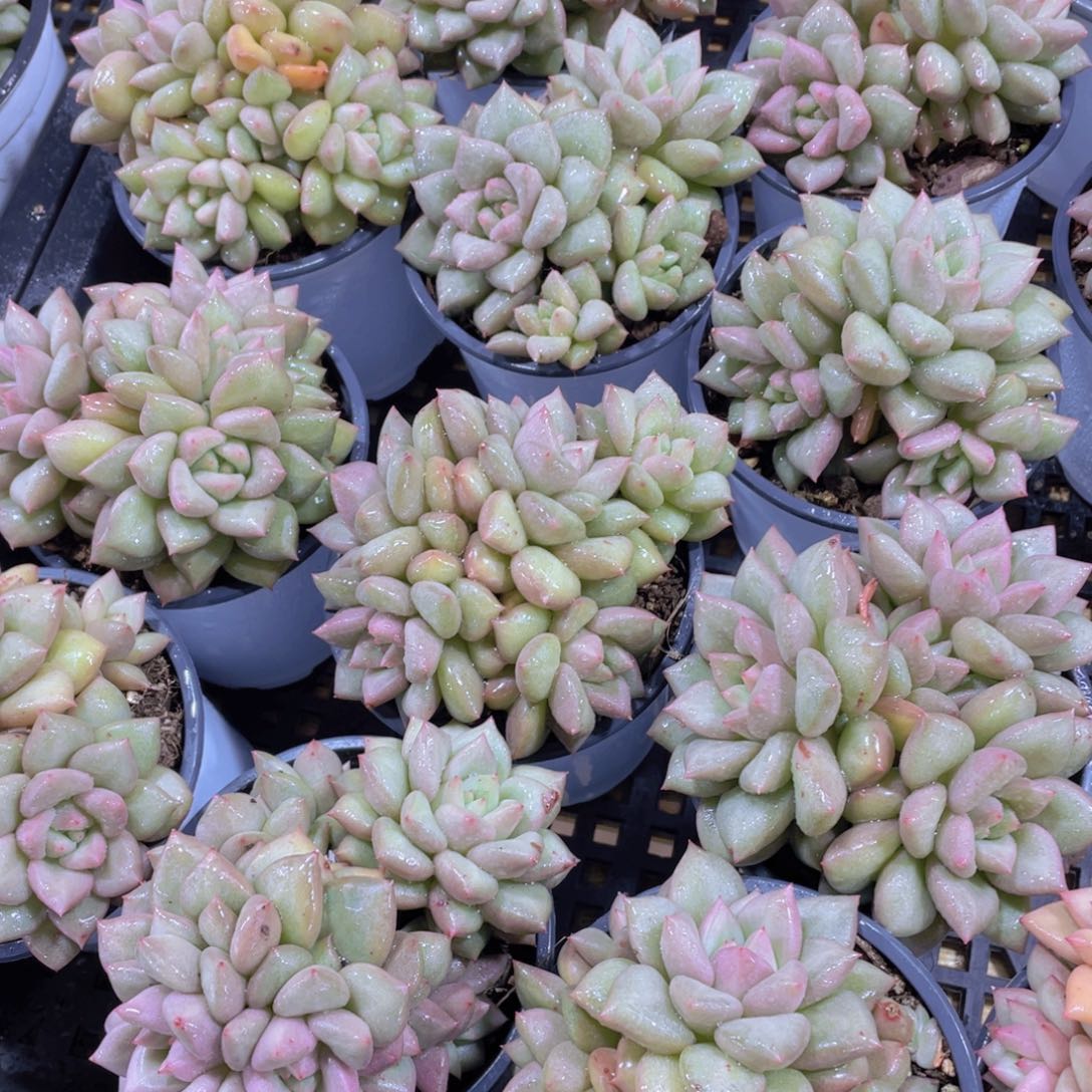 量拍41号 黄金象牙大群生一个