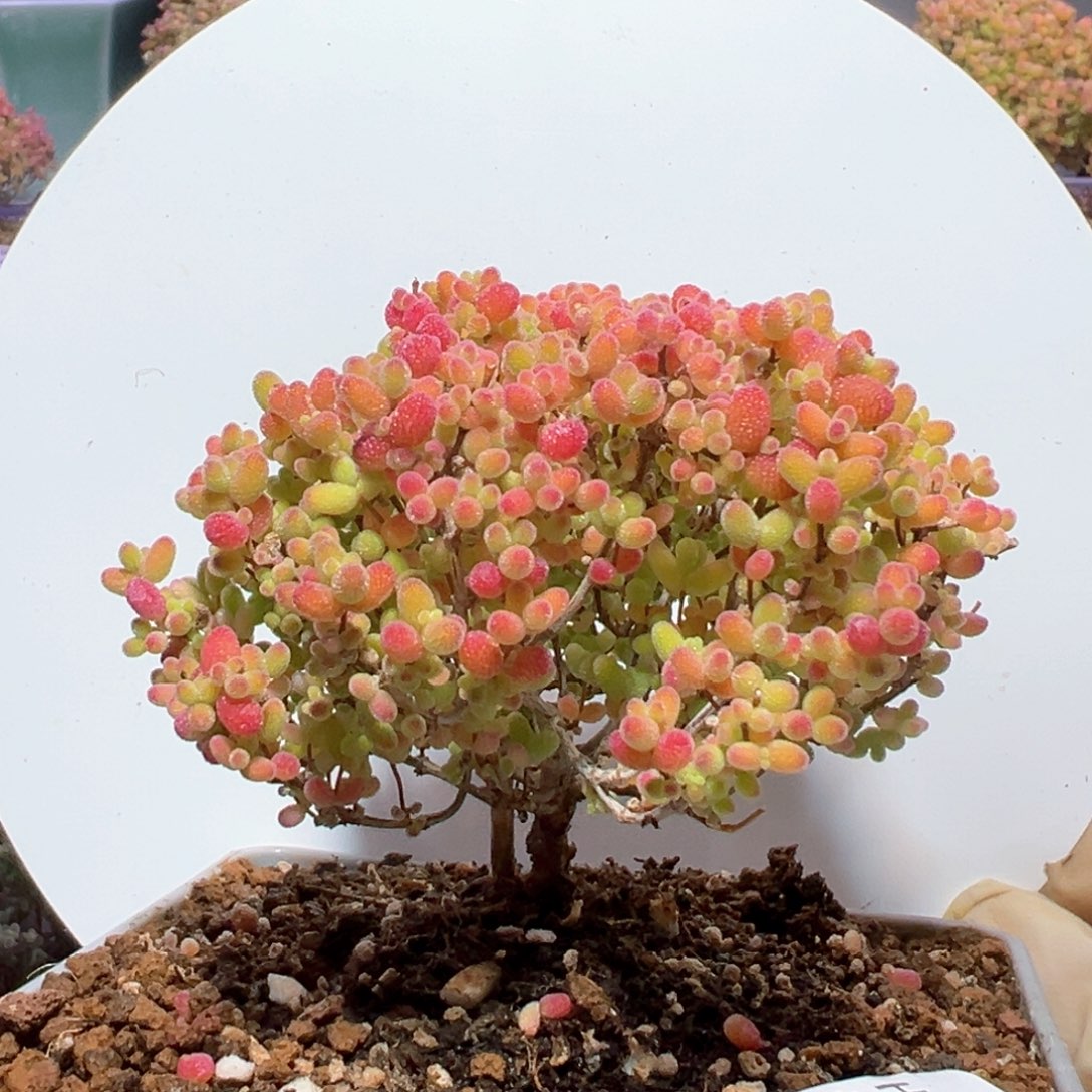 d294枝干小树蜜桔糖球枝干番杏