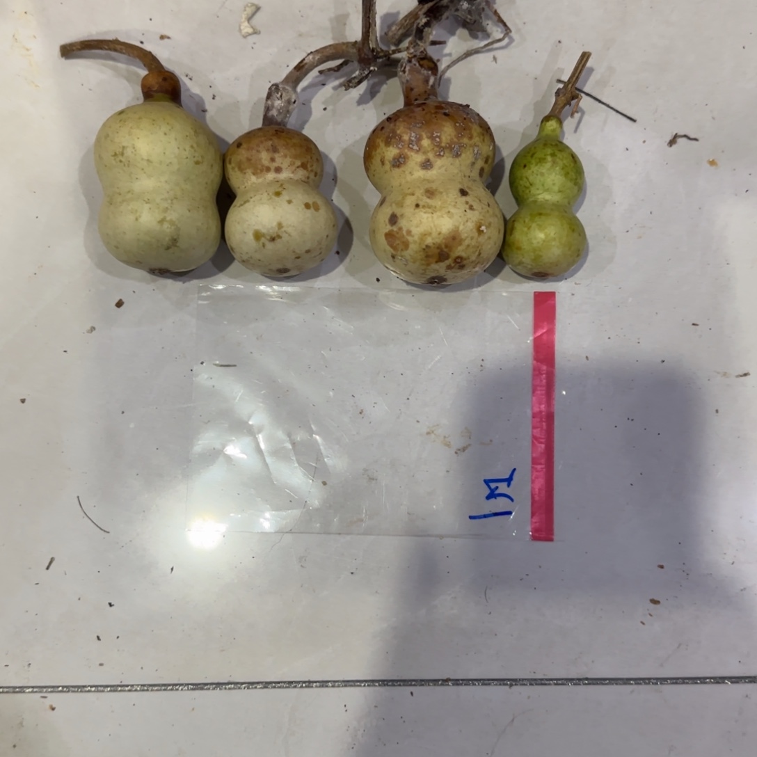 稻***人葫芦来乐乐咯乐乐咯来咯哦