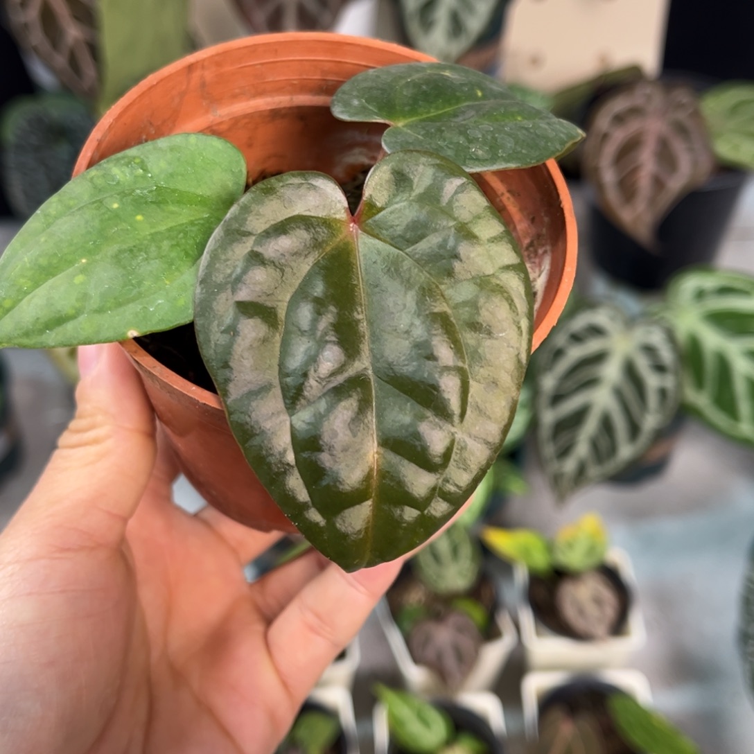 无花朵008 紫奢。 