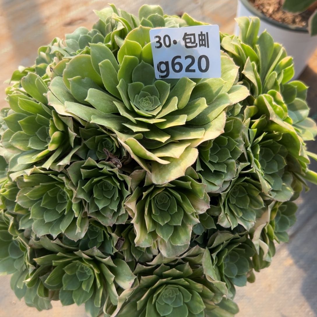 620五彩琉璃多肉法师