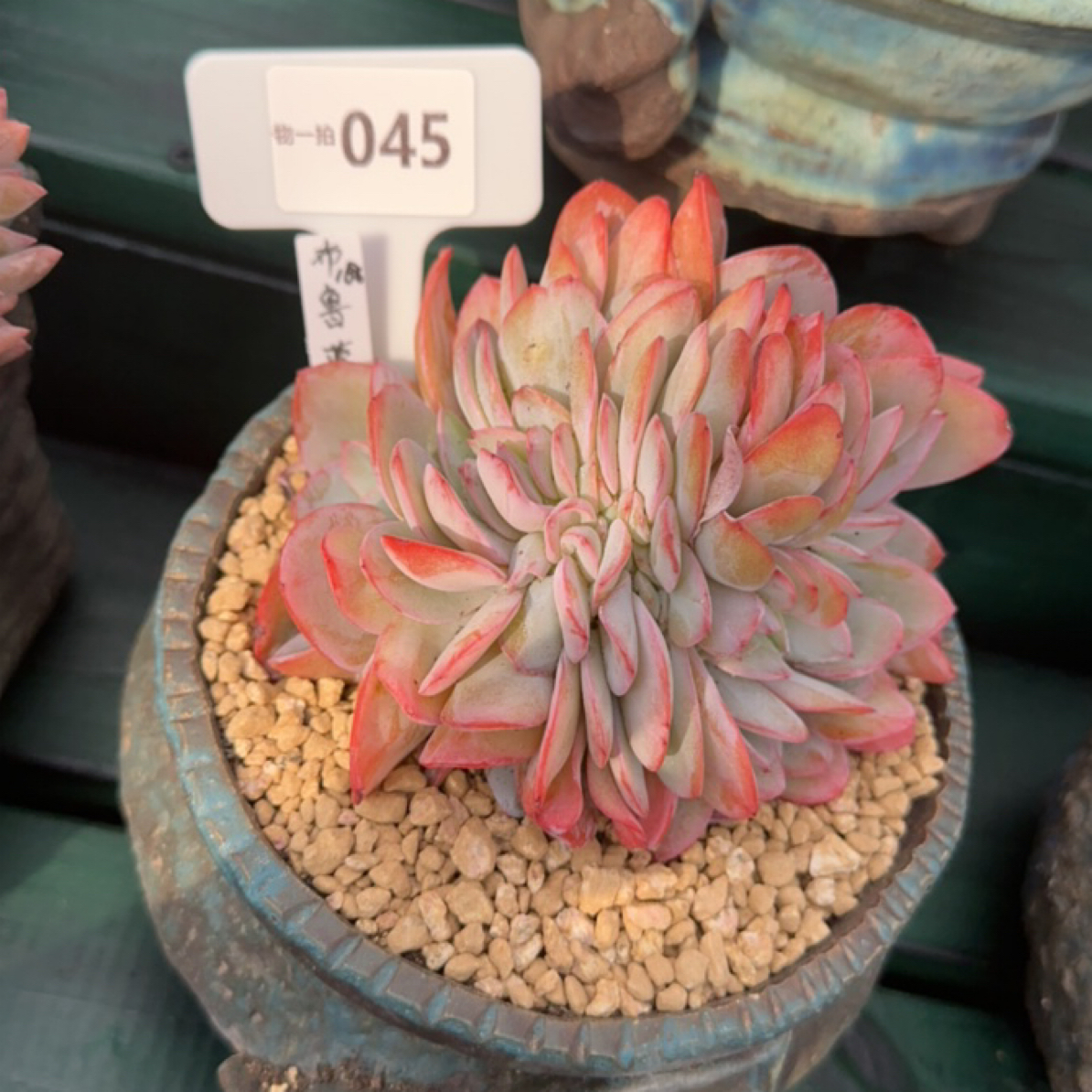 解忧多肉的布鲁兰