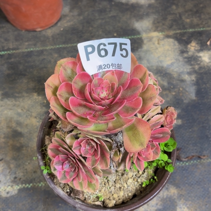 瑞妈多肉植物675.