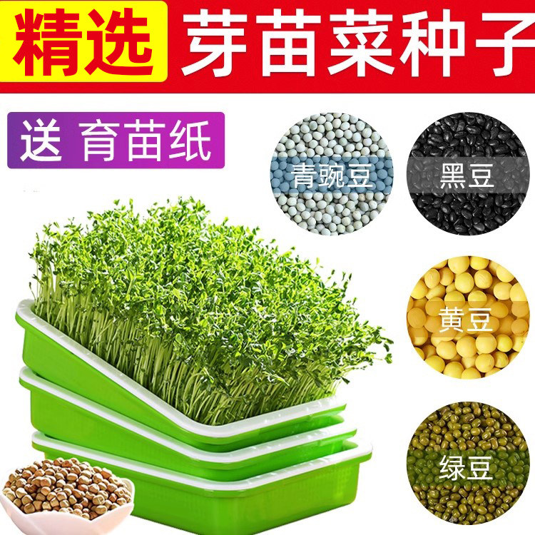 水培园艺芽苗菜豌豆种芽苗菜种阳台庭院家庭种植亲子互动芽苗菜家
