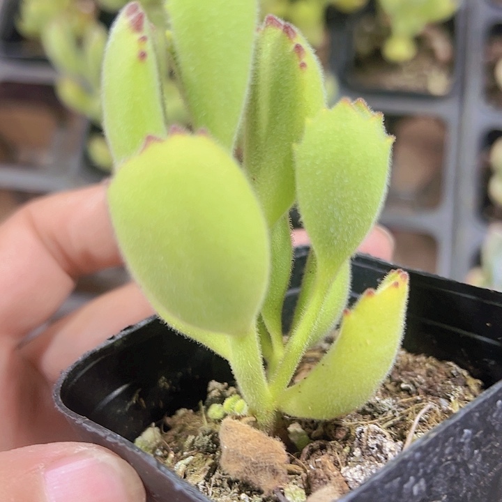 熊童子精品多肉植物