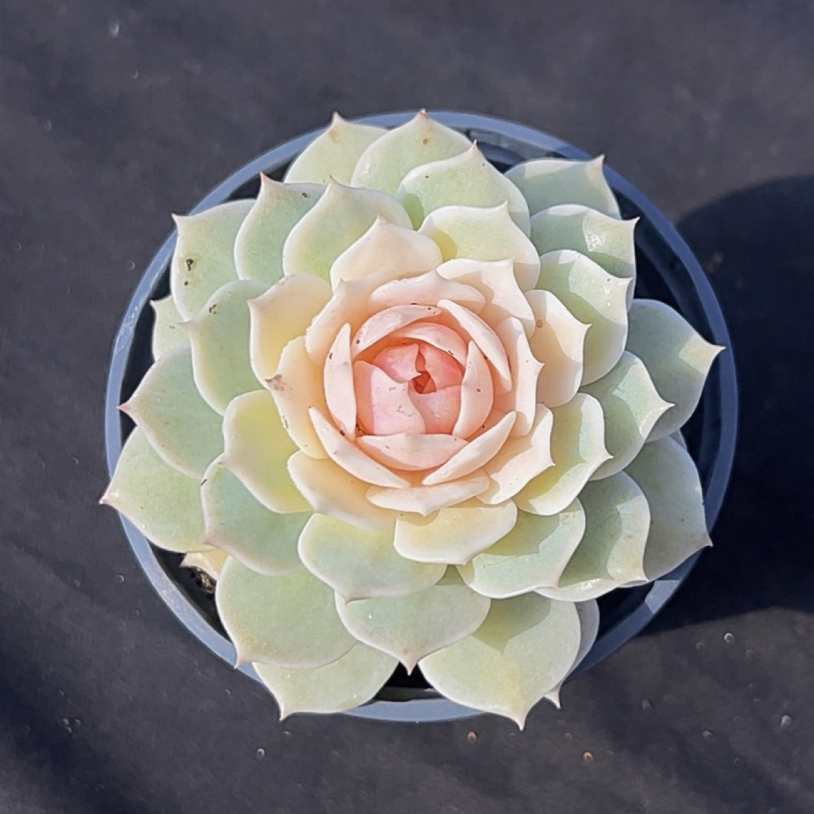 粉娜莲糖心3单包邮包邮带盆土发