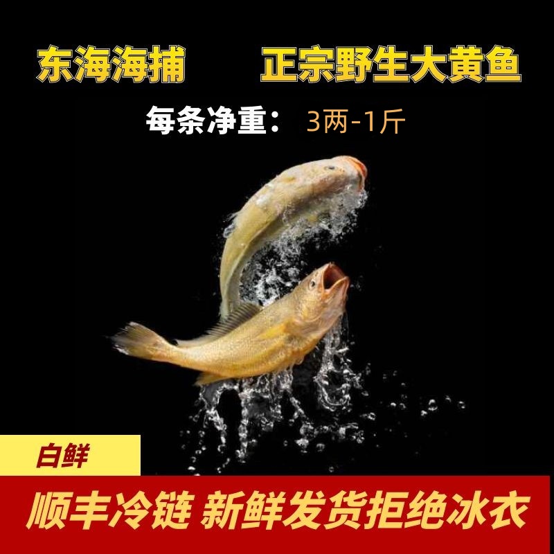 《东海码头》正宗流网海捕大黄鱼3斤今日实价新鲜规格4两-1斤/条