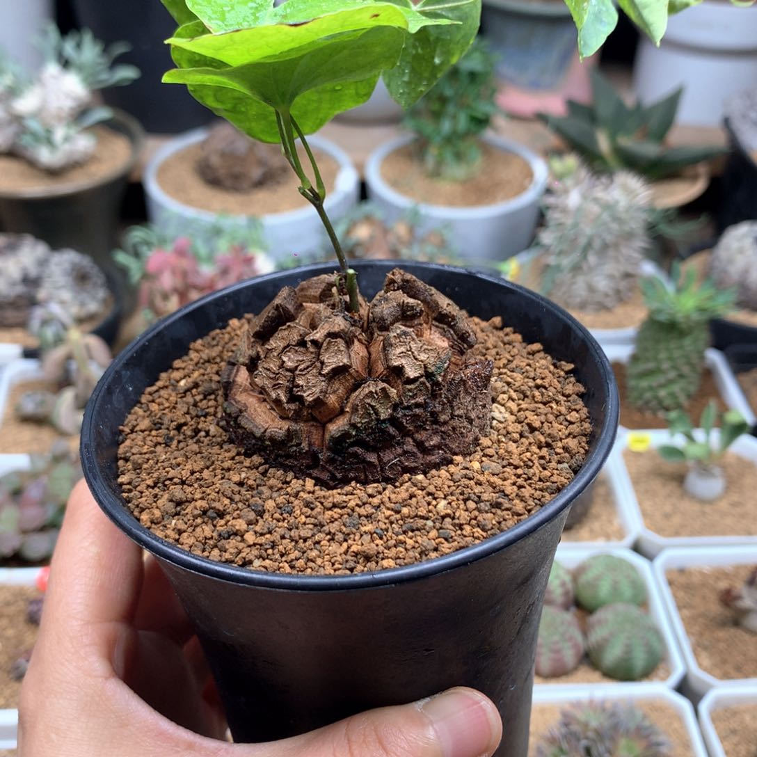南非龟甲龙带盆多肉4.8cm