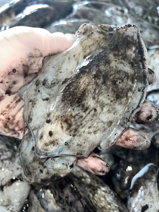 新鲜海捕正宗舟山乌贼墨鱼 码头直发 3-4个/斤 4斤