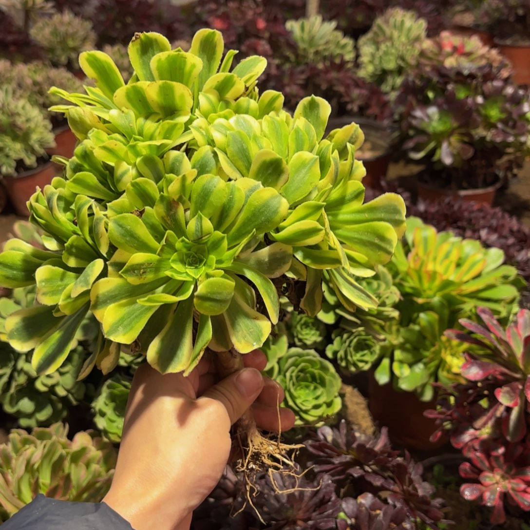 金丝翡翠9.9多肉植物