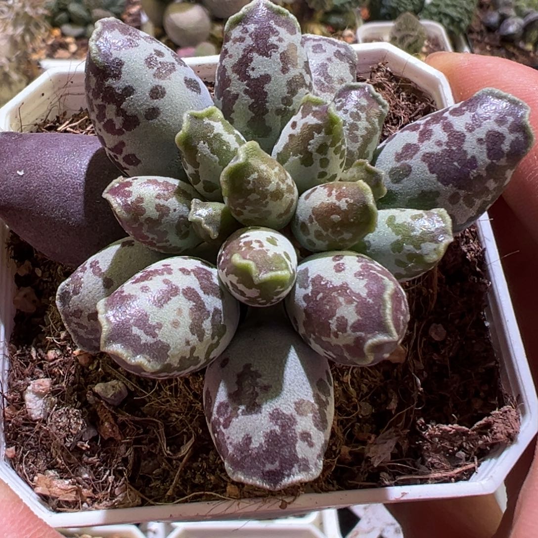 碎花斑海豹大斑点油亮款手捧花造型