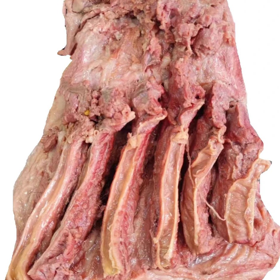 (马肋楠肉）肥瘦带皮马肉新鲜现卤【邢家带皮肋排肉】