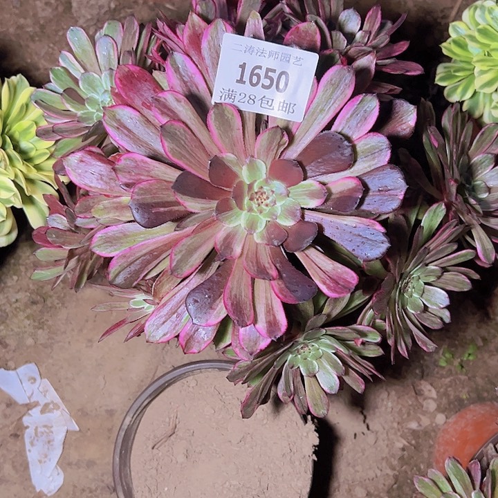 1650超墨花脸多肉2号