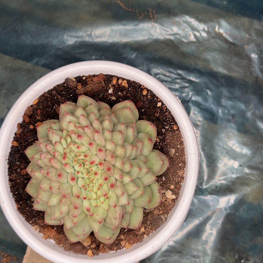 鱼***2多肉植物实物直播实物232