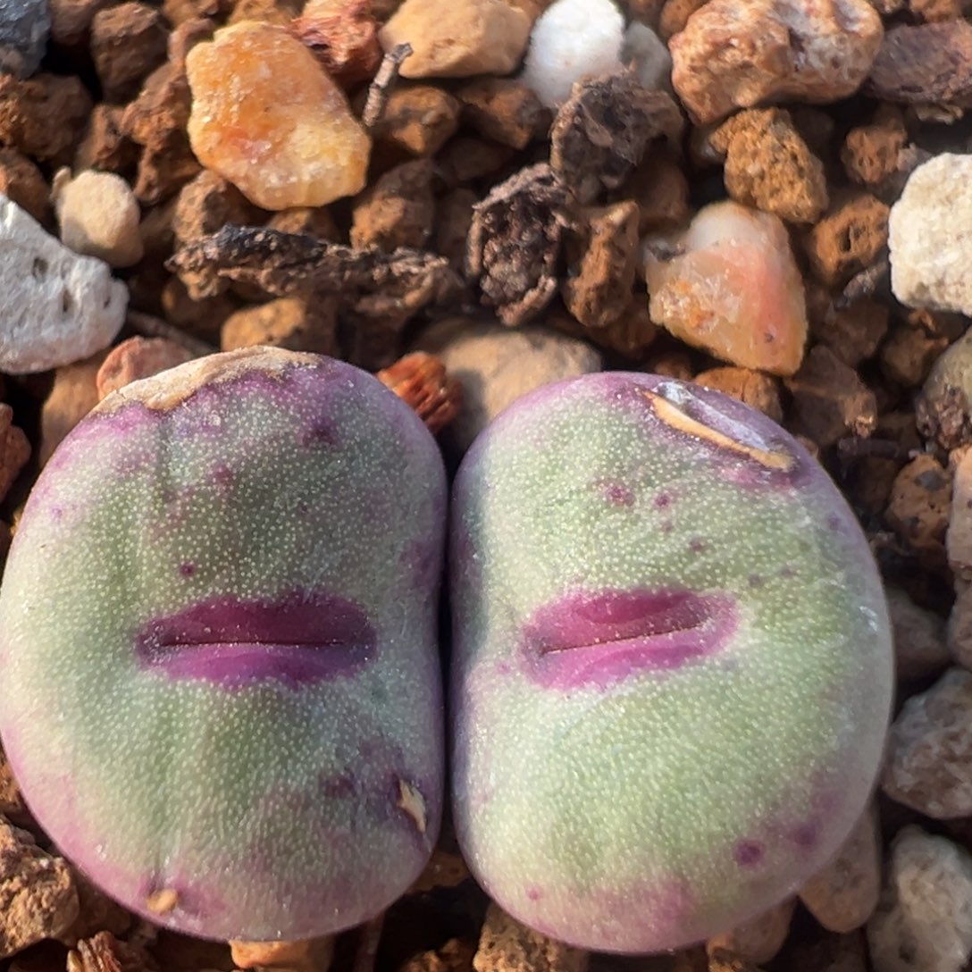 55多肉植物百科红嘴