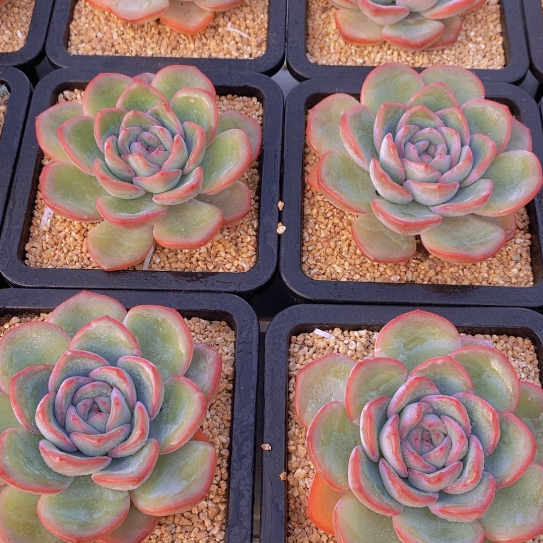 量拍14号 精品奶油大泡芙单头一个