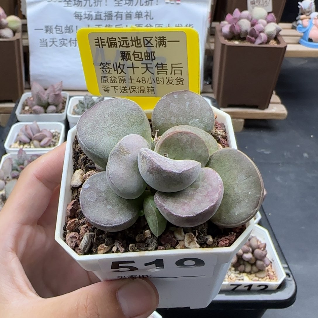 519德系紫蛋多肉