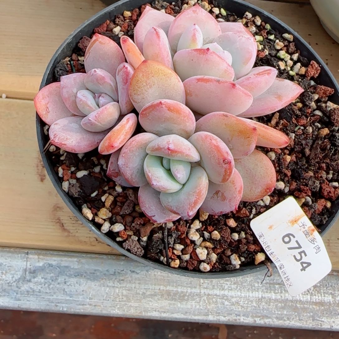 奶茶，6754多肉植物