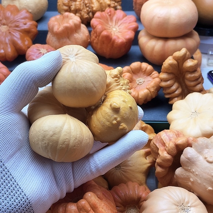 J***t墨西哥葫芦微瑕不退不换