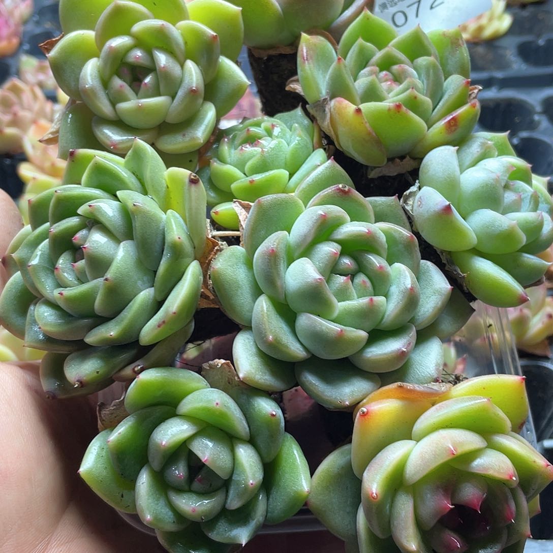 珍妮混合一物一拍072