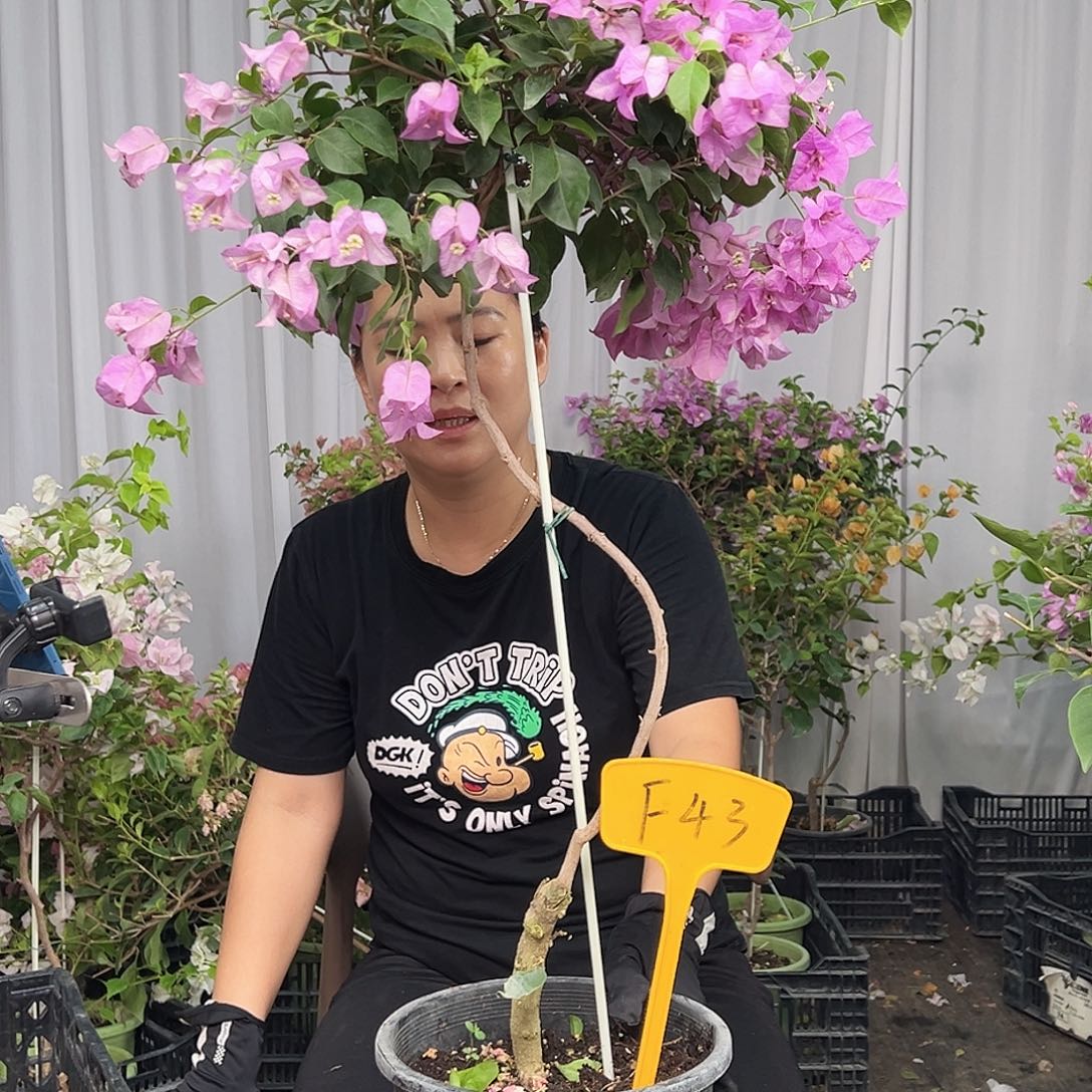 随****当前无花栽培后可以开花F43雪紫