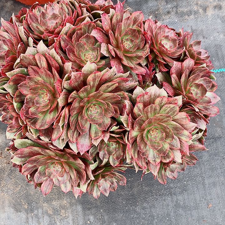 万红拉丝法师多肉图片植物