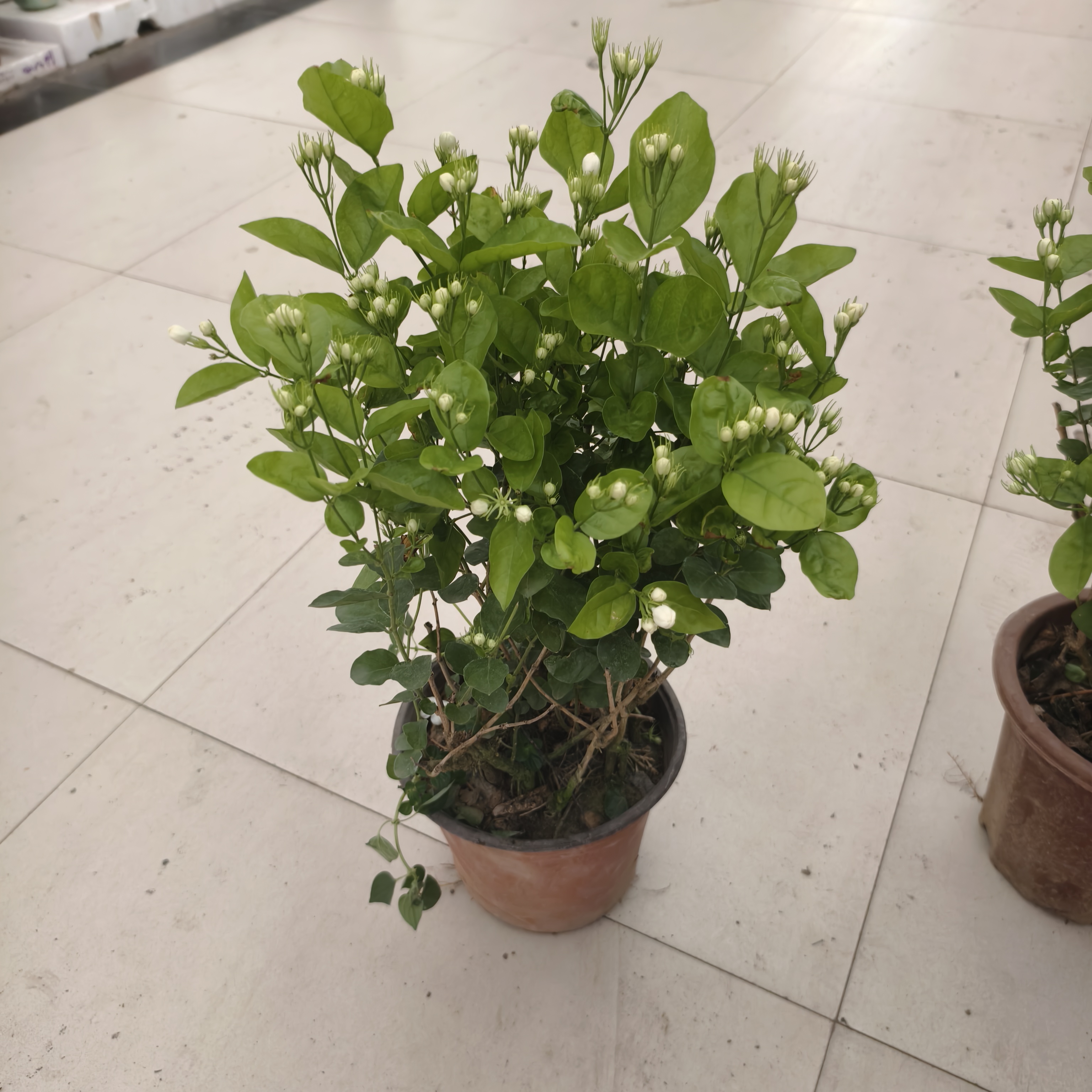 超大盆重瓣茉莉花盆栽带花苞四季开花浓香型延