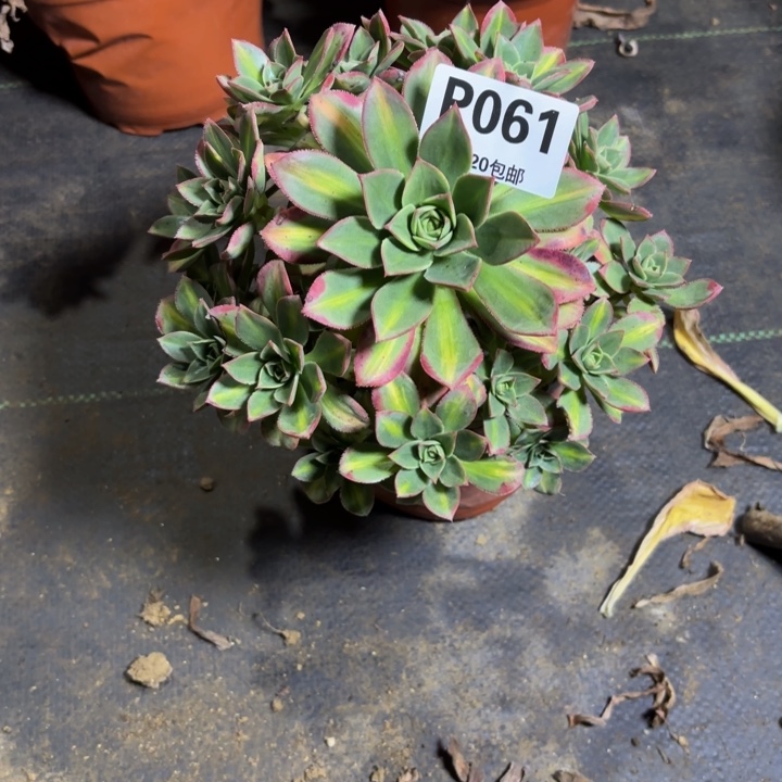 瑞妈，。。。。。061星辰，