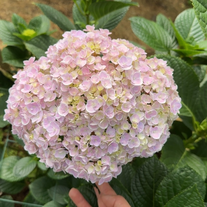 20号绣球/有色差介意勿拍/3单冷链包邮/偏远补运费发德邦