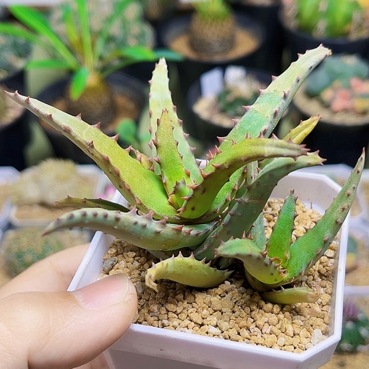 双头芦荟一颗一颗
