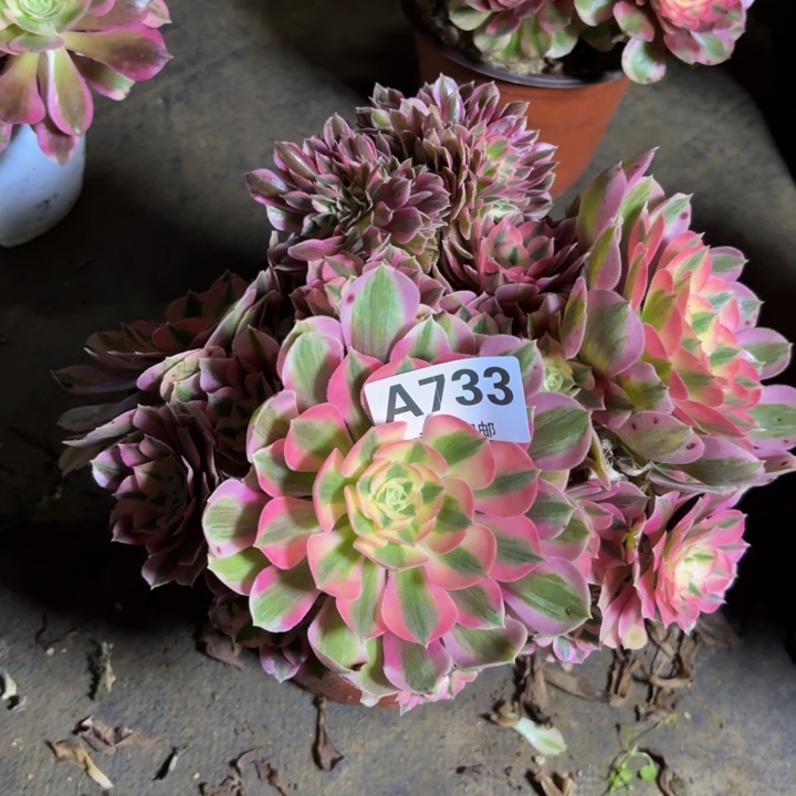 瑞妈，，。。。733女巫缀，