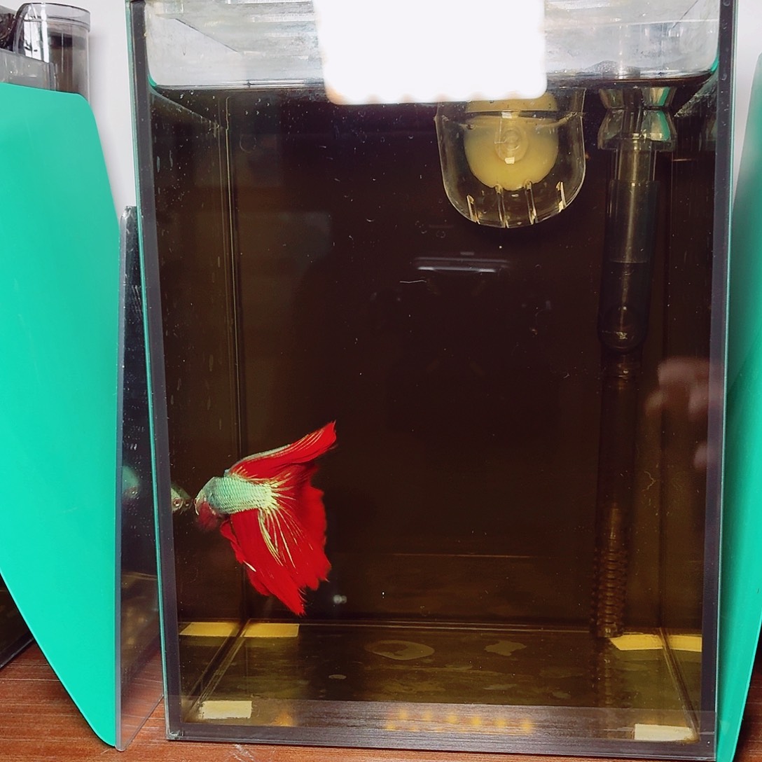 斗鱼彩金半月公鱼