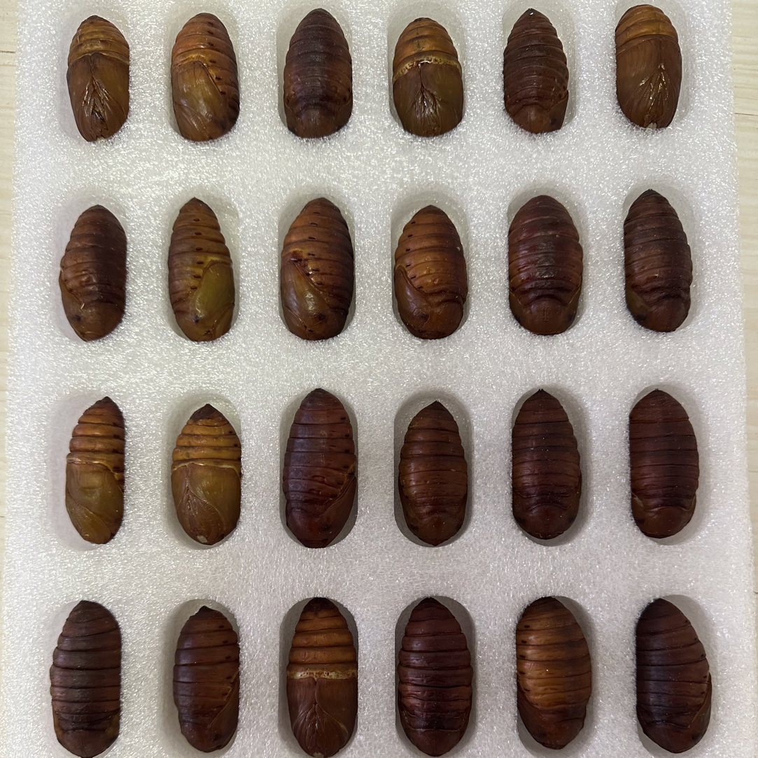 东北特产（西丰）柞蚕蛹活蛹泡沫棉装